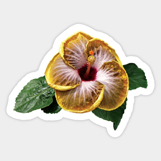 Hibiscus - Hibiscus Fifth Dimension Sticker by SusanSavad